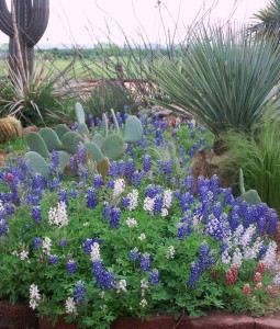 The red white and bluebonnets