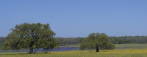 Countryside with oak tree and wildflower meadow - South of San Antonio. No desert.