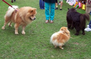 Fuzzy Dogs Large and Small