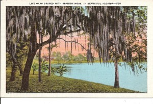 Live oaks with moss, Florida