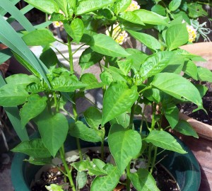 Pepper plants - grown from seed over winter